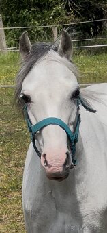 Prodám klisnu Welsh pony - 2
