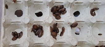 Šváb Argentinský (Blaptica dubia) - 2