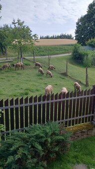 Ovce Suffolk - 2