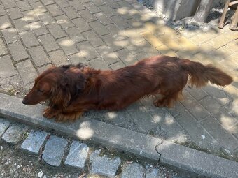 Jezevčík standard dlouhosrstý - pes ke krytí - 2