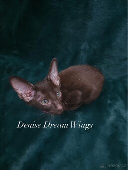 Orientální kočka s PP Denise Dream Wings - 2