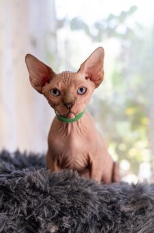 Kanadský sphynx kocourek - 2