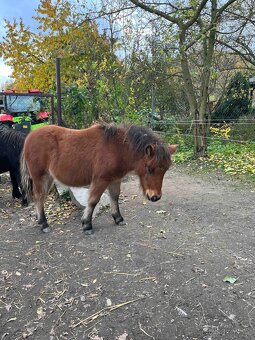 Shetland pony - 2