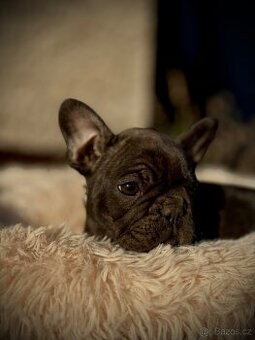 Francouzský buldoček - 2