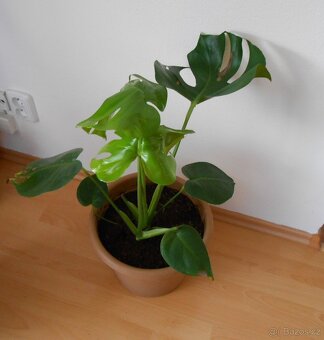 Krásná monstera - 2