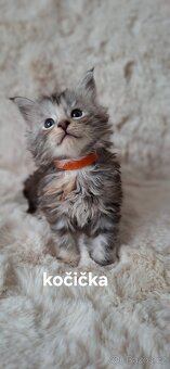 Mainská mývalí bez PP - 2