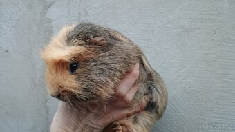 Morčátka kluci - 2