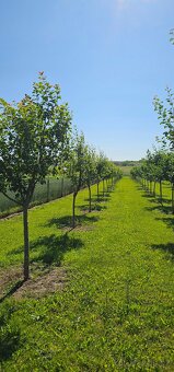 Švestkový sad 1842m (15,65x122,6) - 2