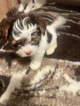 Jorksirsky terier biwier - 2