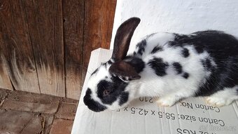 Kralici na chov samice - 2