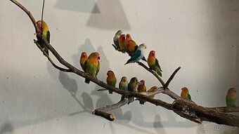 Agapornis fischeri - 2