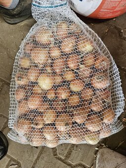 Cibule žlutá - 2
