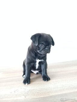 Mops - 2