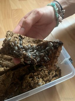 Isopodi Porcellio laevis – Dairy cow - 2