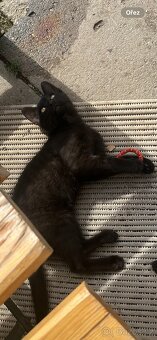 daruji kotata (8 km od Kutne Hory) - 2