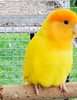 Agapornis růžohrdlý lutino oranžový opalín KOUPÍM - 2