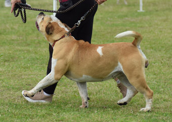 american bully - fena 16 měsíců,kastrovaná - 2