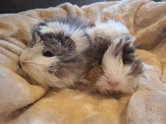 Morče - dvě krásné malé sestřičky - 2