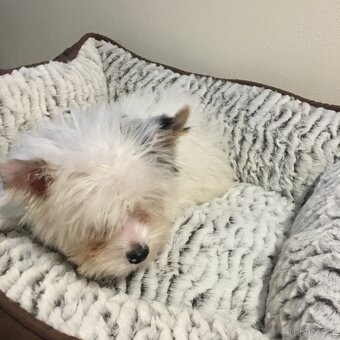 Jorksirsky terier - 2