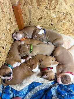 Americký stafordšírský teriér - 2