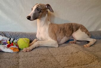 Whippet - štěňata s PP - 2