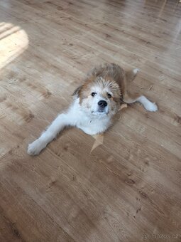 Prodám štěně - 2