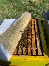 vyzimovaná včelstva 39x24cm, oddělky 2024 - 2