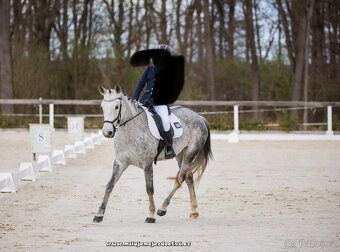 pony B rekreace sport - 2