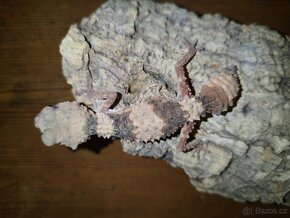 Nephorurus wheeleri cinctus 2ks samec, 1ks samice - 2