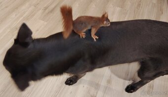 Veverka obecná Sciurus vulgaris - 2