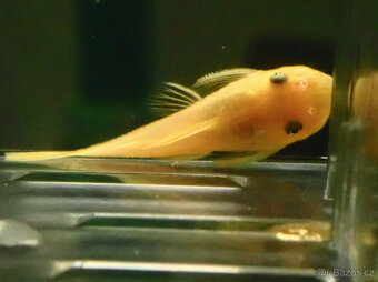 ancistrus L144 lemon - 2
