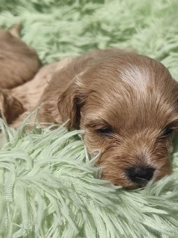 Maltipoo - 2
