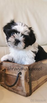 Štěňátka SHIH-TZU s PP - 2