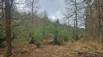 Prodej lesa 32388 m² Břilice u Třeboně - 2