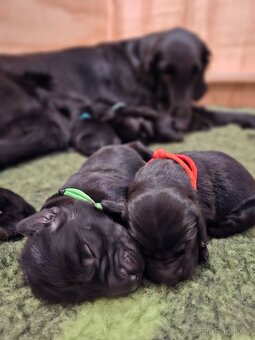 Flat coated retriever - 2