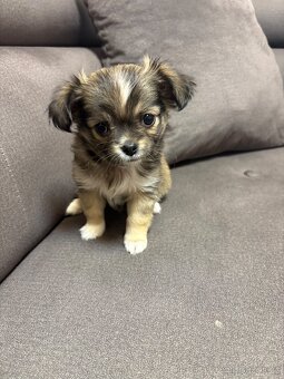 Dlouhosrstá čivava bez PP - 2