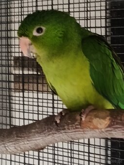 Prodám - koupím -vyměním - 2