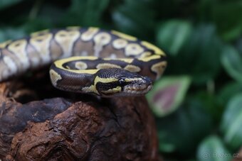 Krajta královská - samec - Mojave - 2