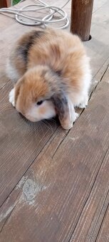 Zakrslý beránek - 2