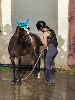 Klisnička Welsh pony, sekce B na prodej - 2