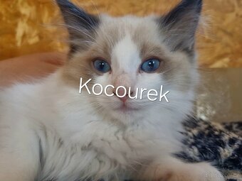 Ragdoll koťátko - 2
