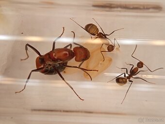 Mravenec nikobarský (Camponotus nicobarensis) - 2