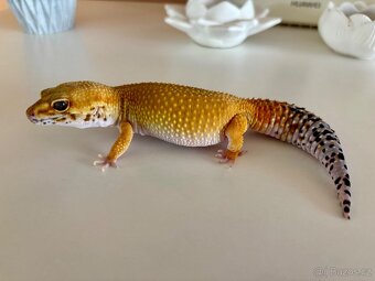 Gekončík noční samice Tangerine 66g - 2