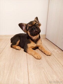 Francouzský buldoček FLUFFY - 2