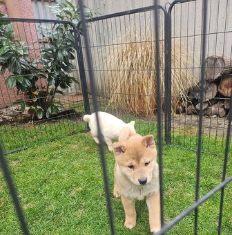 Shiba inu - 2
