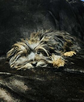 Yorkšírský terier ér, Yorkshire, Biewer - 2