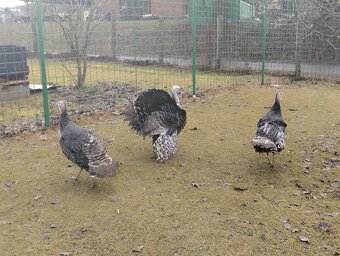 Krůty bronzové - 2