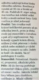 Čemeřice černá - 2