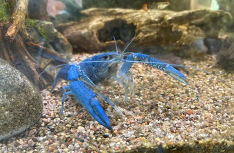 Rak floridský Procambarus alleni - 2