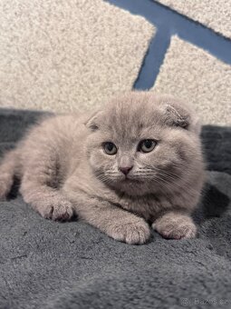 Skotská koťatká: Scottish fold a Scottish straight - 2